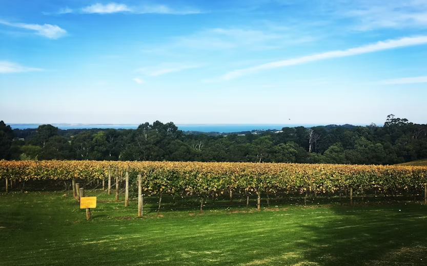 Mornington Peninsula scenic bus tour including chairlift, lunch, choc tasting and more - Image 3